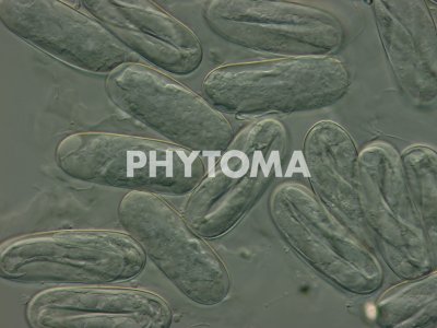 Meloidogyne hapla